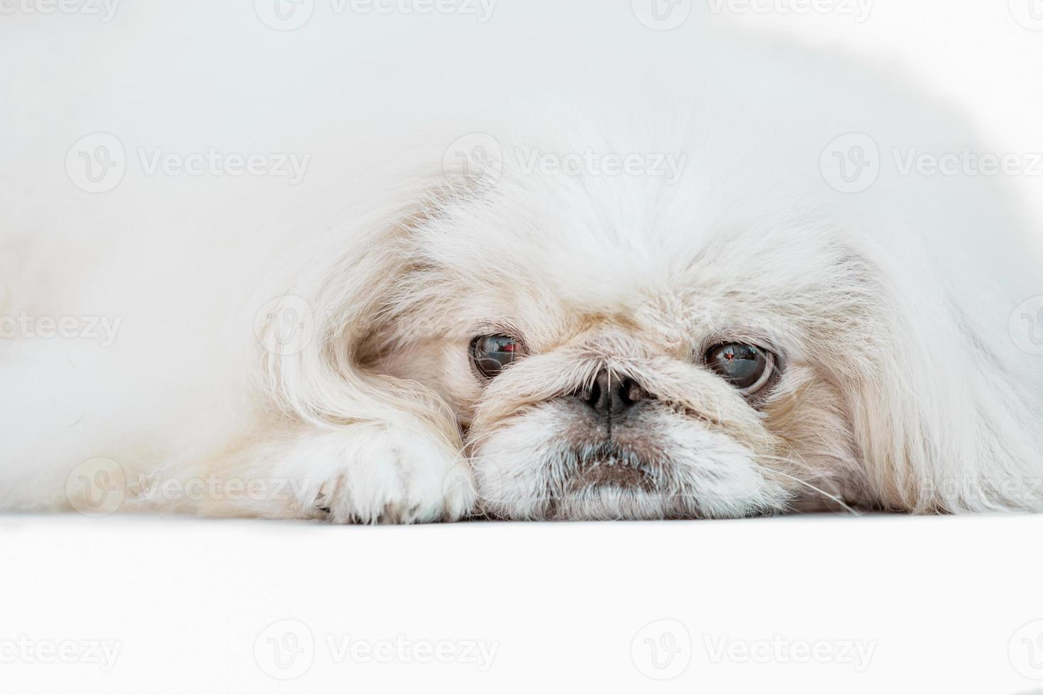 one Pekingese dog isolated on white background photo