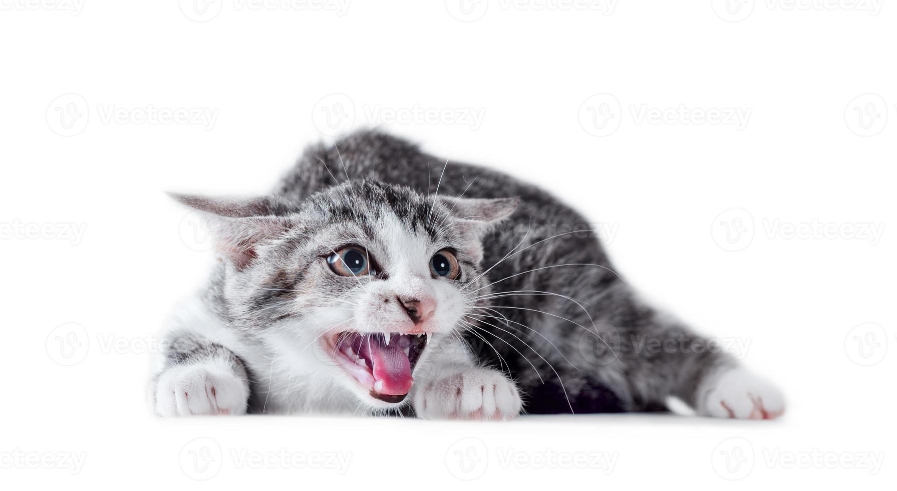 tabby cat on a white background photo