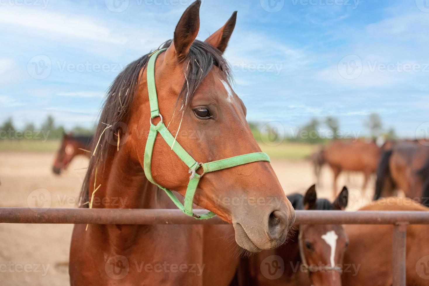 many horses in a paddock at a stud farm photo