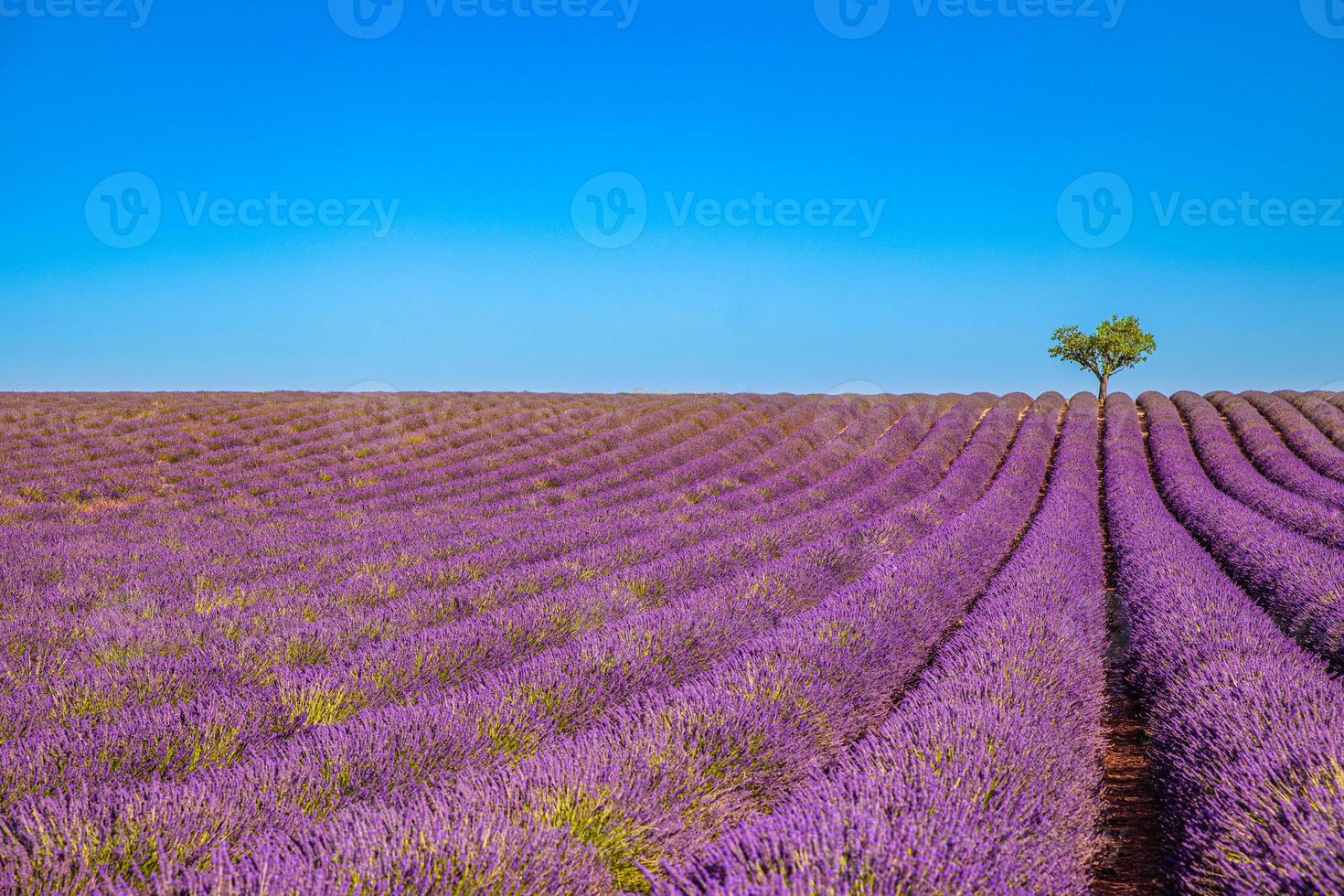 Amazing lavender field on a summer landscape, flowers and meadow and tree. Wonderful scenery, tranquil nature, inspirational view. Blooming summer flowers under blue sky, blur nature view photo