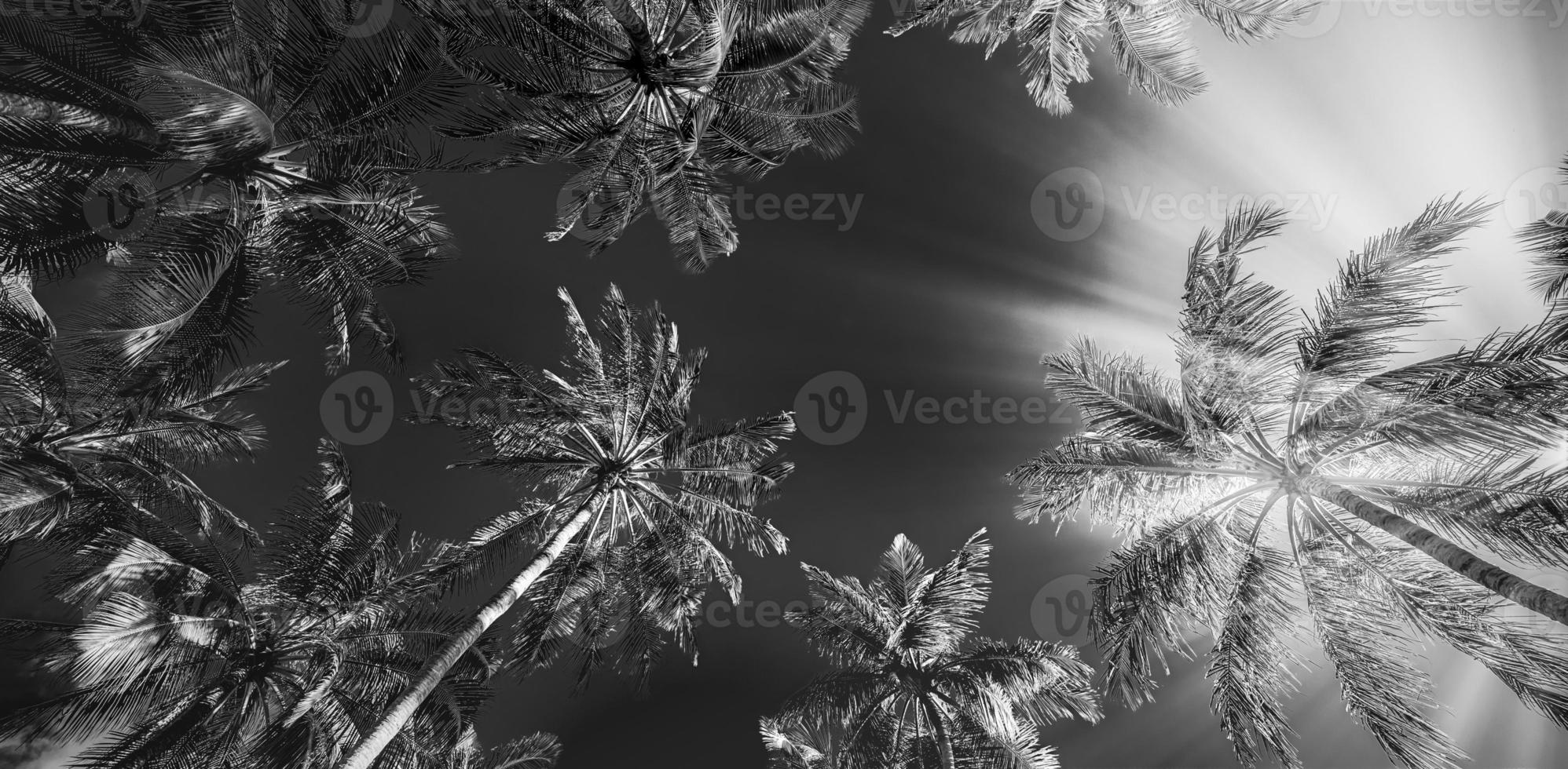 tranquilo proceso de naturaleza minimalista en blanco y negro. playa artística palmeras cielo oscuro, luz solar. patrón de fondo de viaje monocromo abstracto. cocoteros verano oscuro dramático meditación energía foto