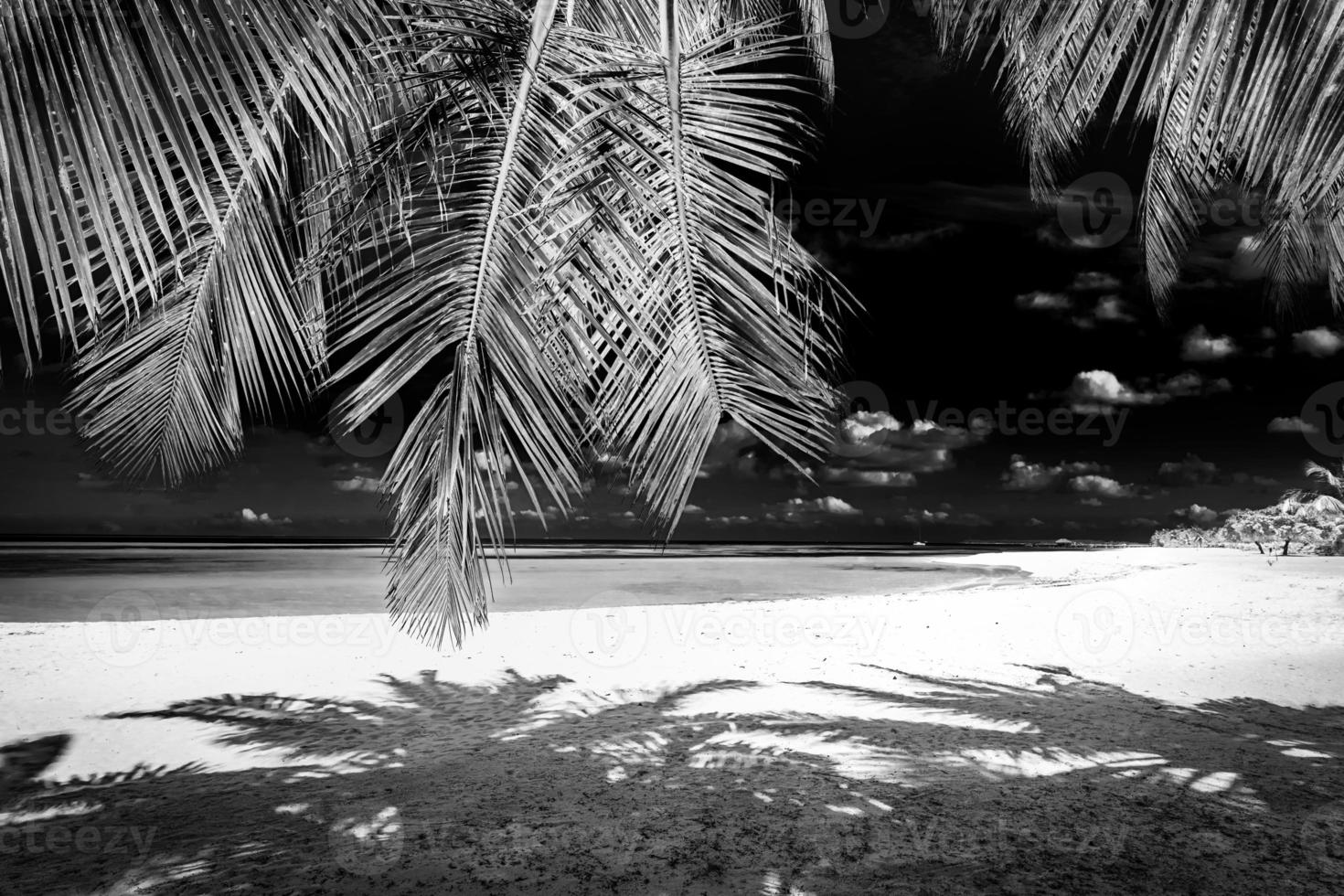 Tranquil minimalist nature process in black and white. Artistic beach palm trees dark sky, sunlight. Abstract monochrome travel background pattern. Coconut trees summer dark dramatic meditation energy photo