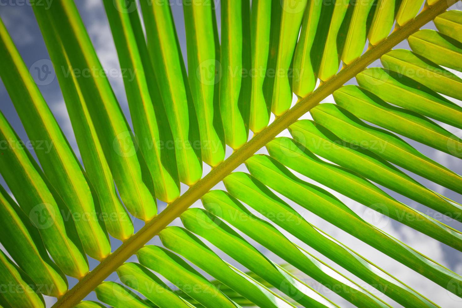 Fresh green palm leaf with sun flares and rays with blue sky. Tropical nature closeup, perfect natural background. Exotic pattern, garden or botany detail, beautiful nature photo