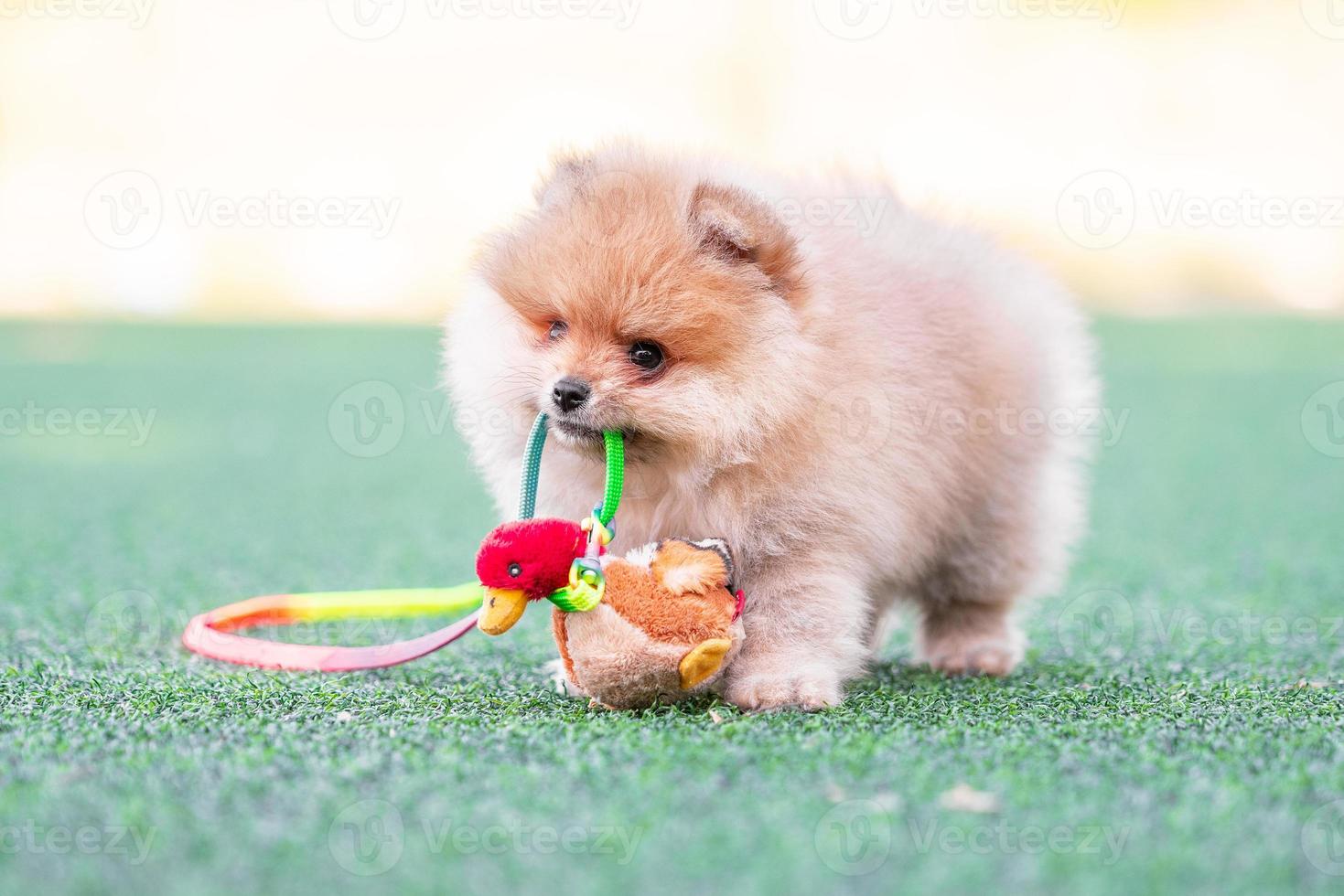 pomeranian puppy nibbles a plush toy duck on an artificial lawn photo