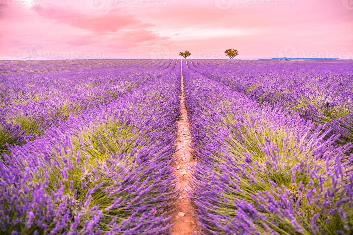 Precioso paisaje. panorama campo de lavanda paisaje de puesta de sol de verano cerca de valensole. provenza, francia. vista panorámica del campo de lavanda francés al atardecer. paisaje minimalista al atardecer, naturaleza pacífica foto