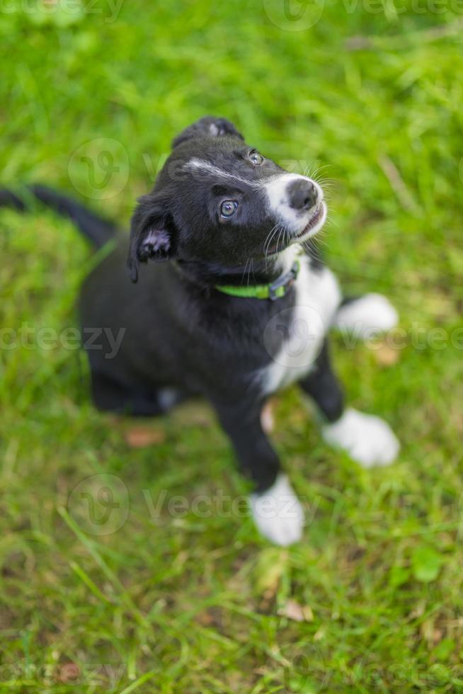 Adorable portrait of amazing healthy and happy black and white border collie puppy against foliage sunset light bokeh background. Adorable head shot portrait with copy space photo