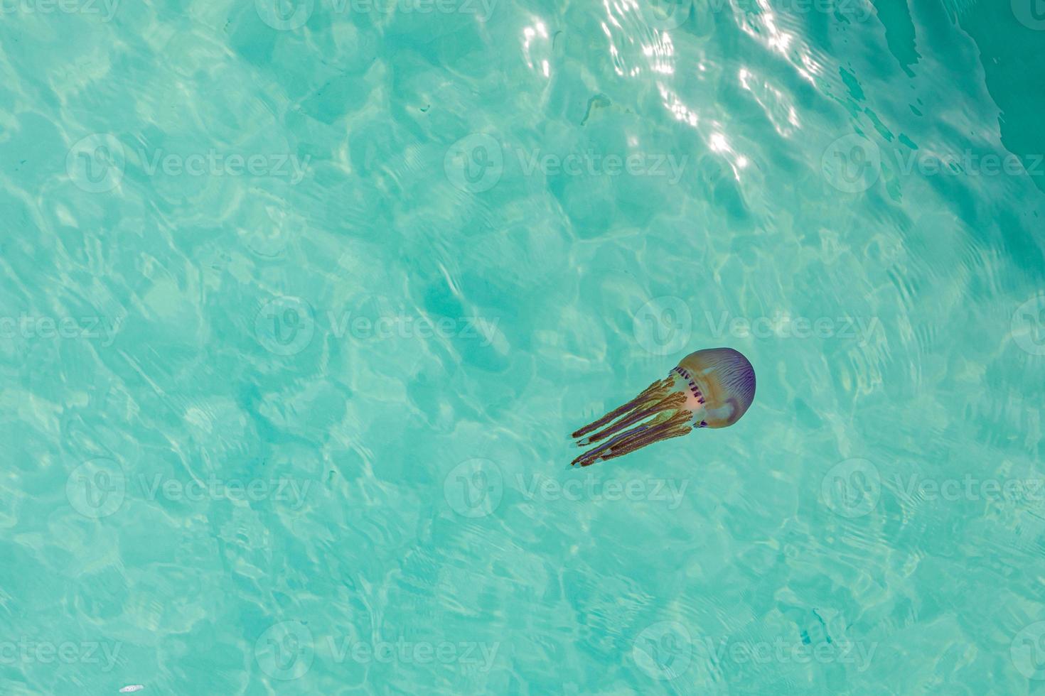 asombrosas y hermosas medusas coloridas en la naturaleza. envenena la vida marina, medusas peligrosas foto