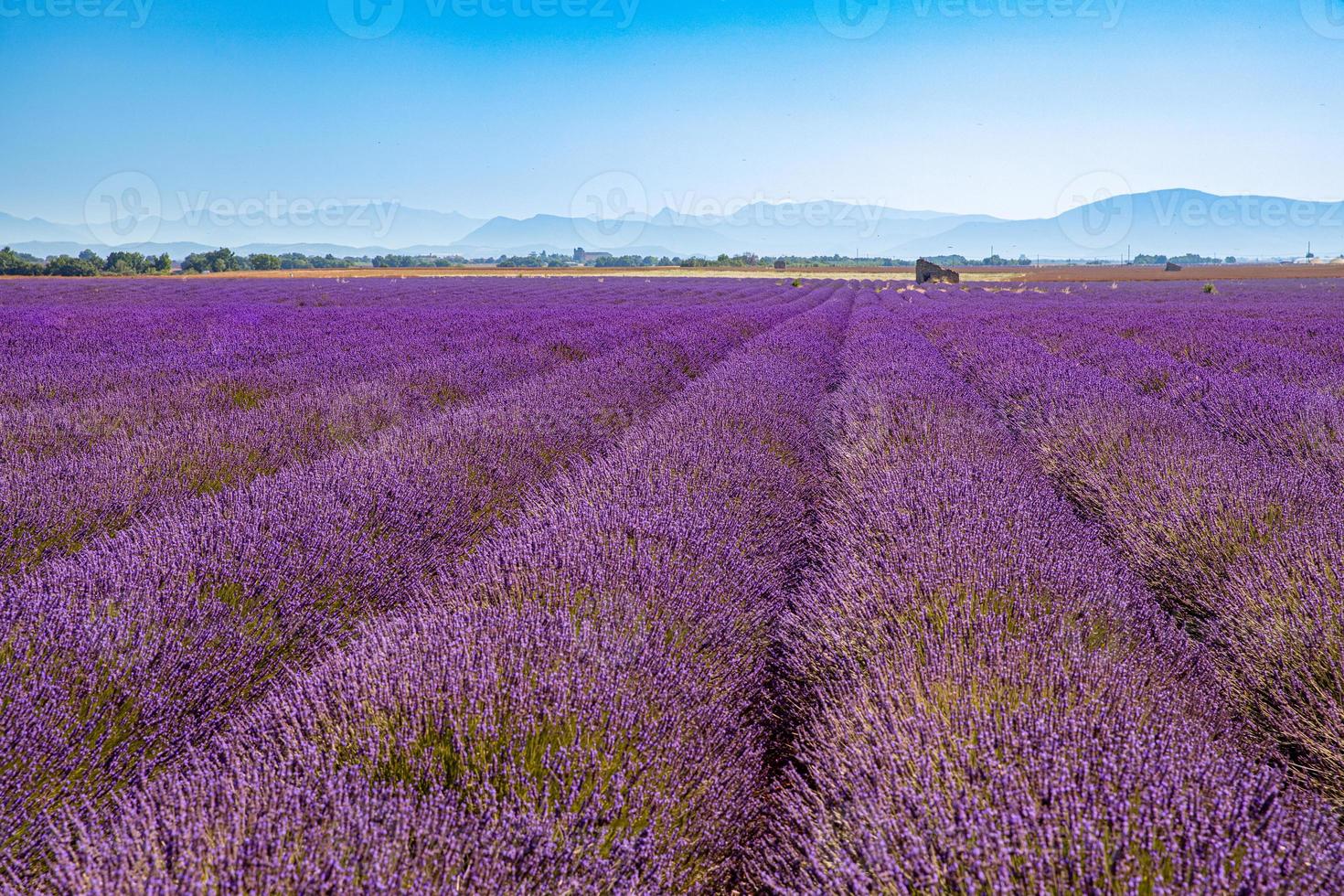 Amazing lavender field on a summer landscape, flowers and meadow and tree. Wonderful scenery, tranquil nature, inspirational view. Blooming summer flowers under blue sky, blur nature view photo