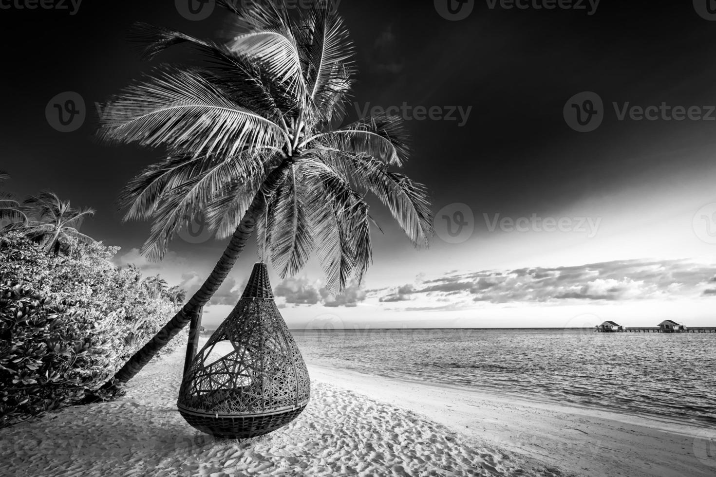 tranquilo proceso de naturaleza minimalista en blanco y negro. playa artística palmeras cielo oscuro, luz solar. patrón de fondo de viaje monocromo abstracto. cocoteros verano oscuro dramático meditación energía foto