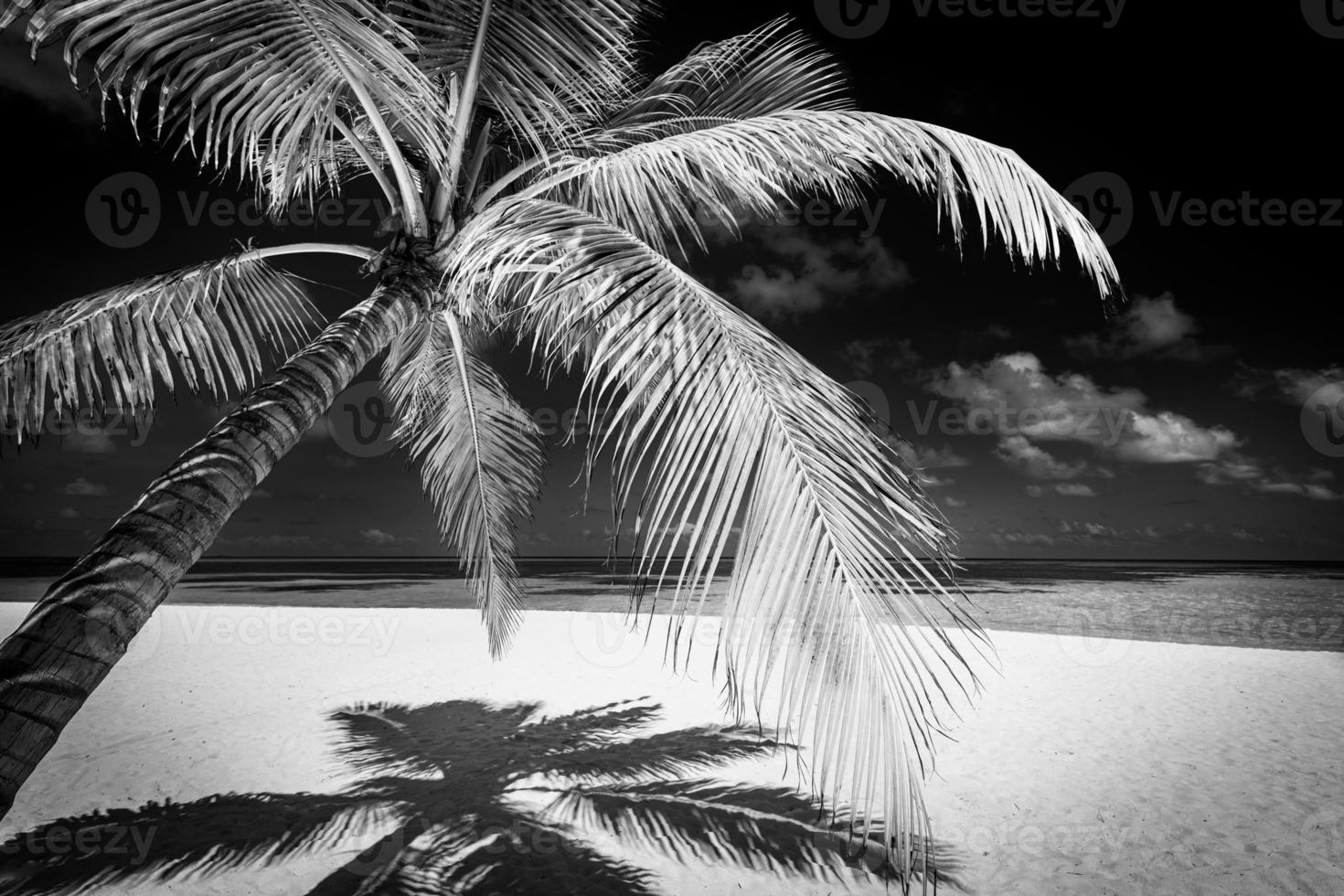 Tranquil minimalist nature process in black and white. Artistic beach palm trees dark sky, sunlight. Abstract monochrome travel background pattern. Coconut trees summer dark dramatic meditation energy photo