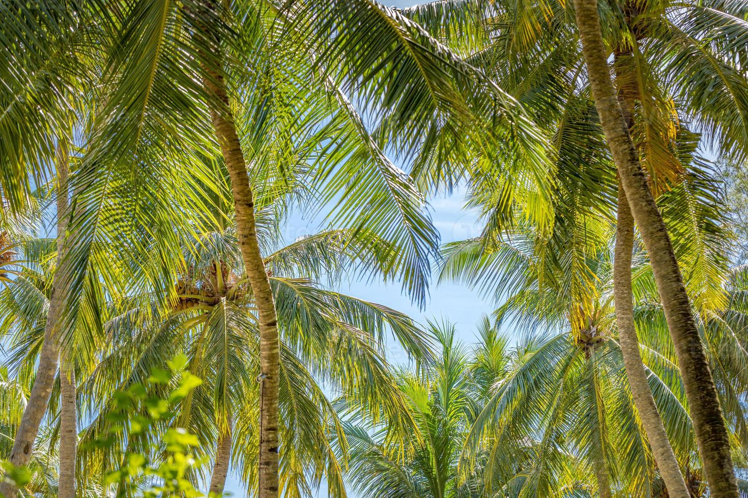 Tropical trees background concept. Coco palms and peaceful blue sky with sun rays. Exotic summer nature background, green leaves, natural landscape. Summer tropical island, holiday or vacation pattern photo