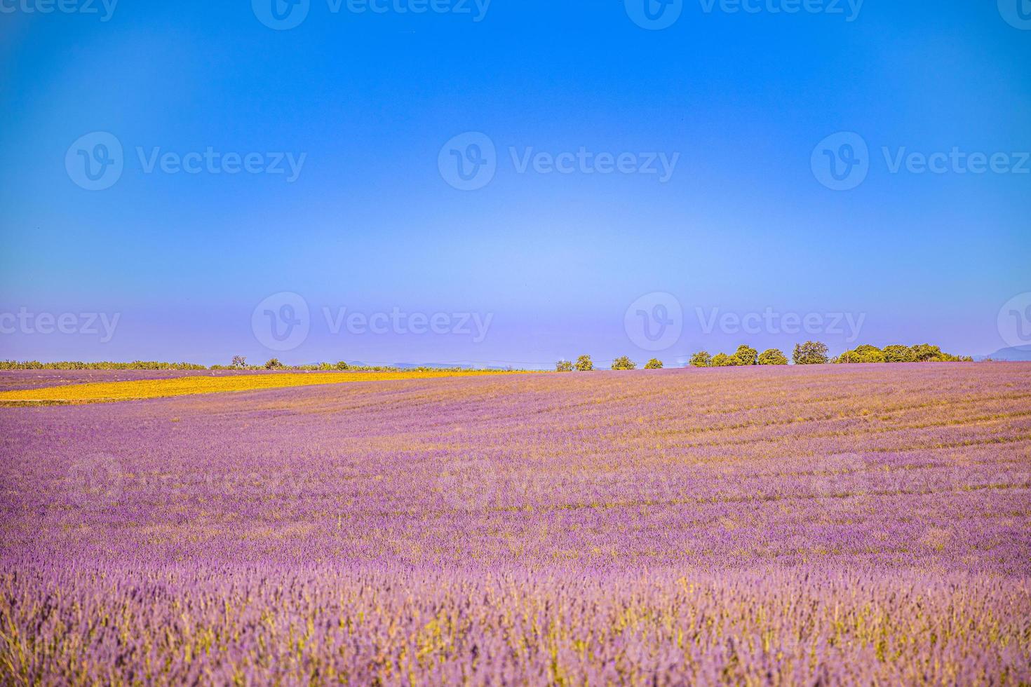 Amazing lavender field on a summer landscape, flowers and meadow and tree. Wonderful scenery, tranquil nature, inspirational view. Blooming summer flowers under blue sky, blur nature view photo