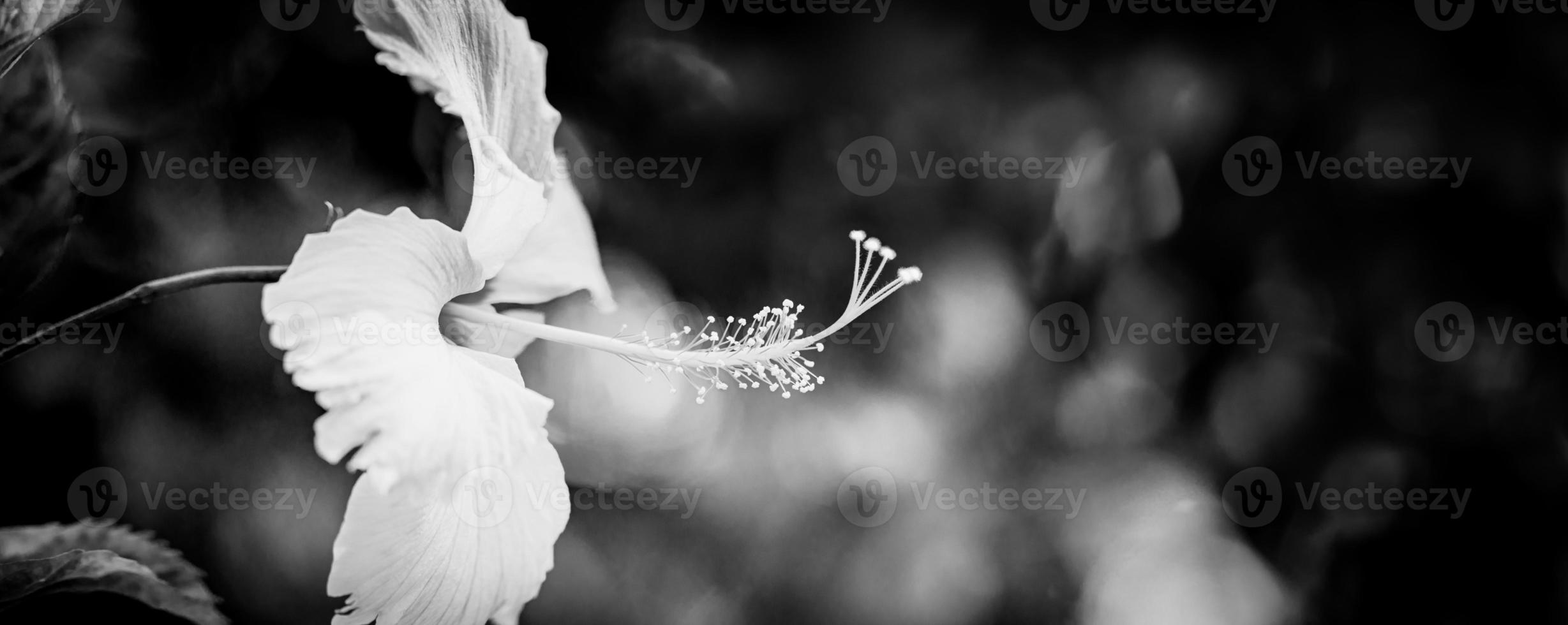 White hibiscus head with dark dramatic foliage on minimalist black background. Abstract black and white tropical nature closeup. Artistic floral macro, minimal composition, natural spring monochrome photo