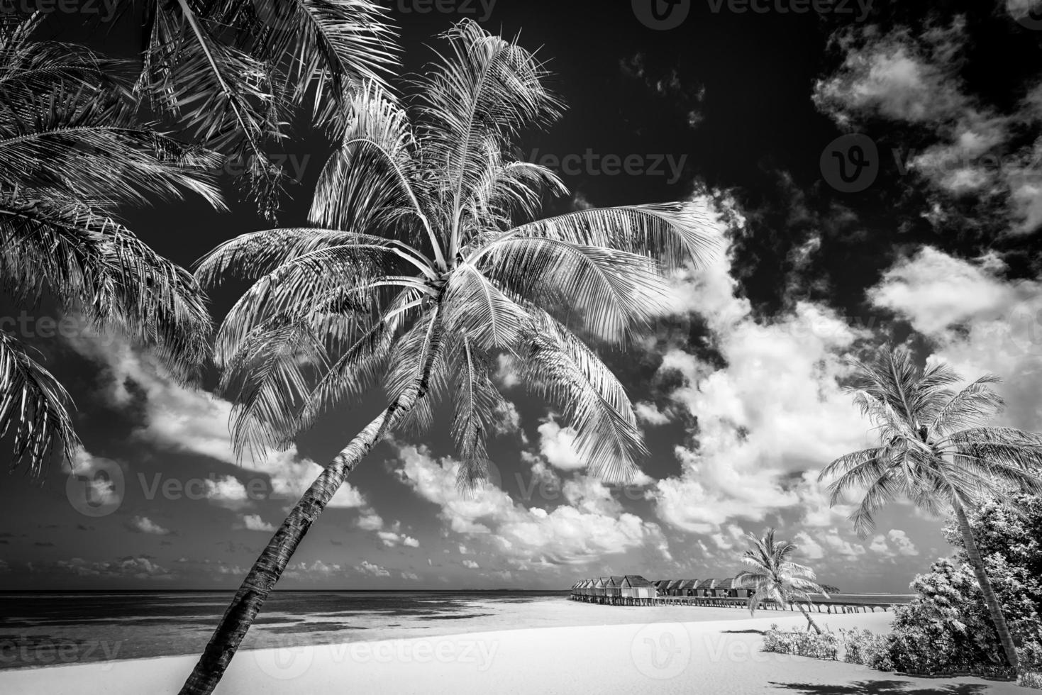 Tranquil minimalist nature process in black and white. Artistic beach palm trees dark sky, sunlight. Abstract monochrome travel background pattern. Coconut trees summer dark dramatic meditation energy photo