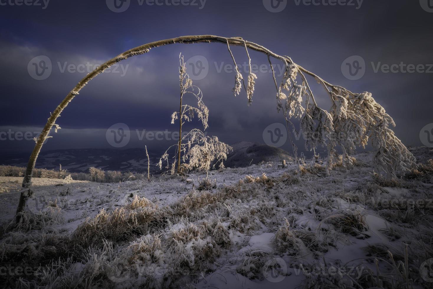 Bent tree in winter photo