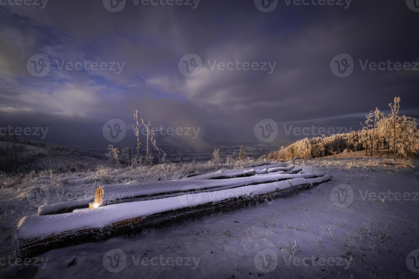 Felled beech tree trunks photo