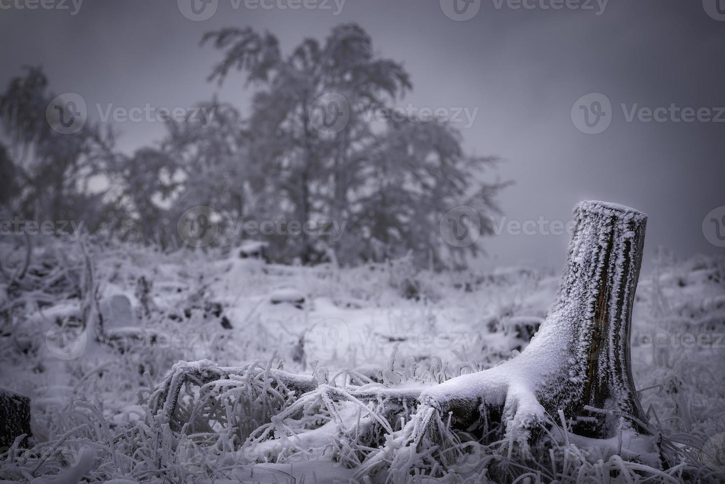 Old tree stump photo