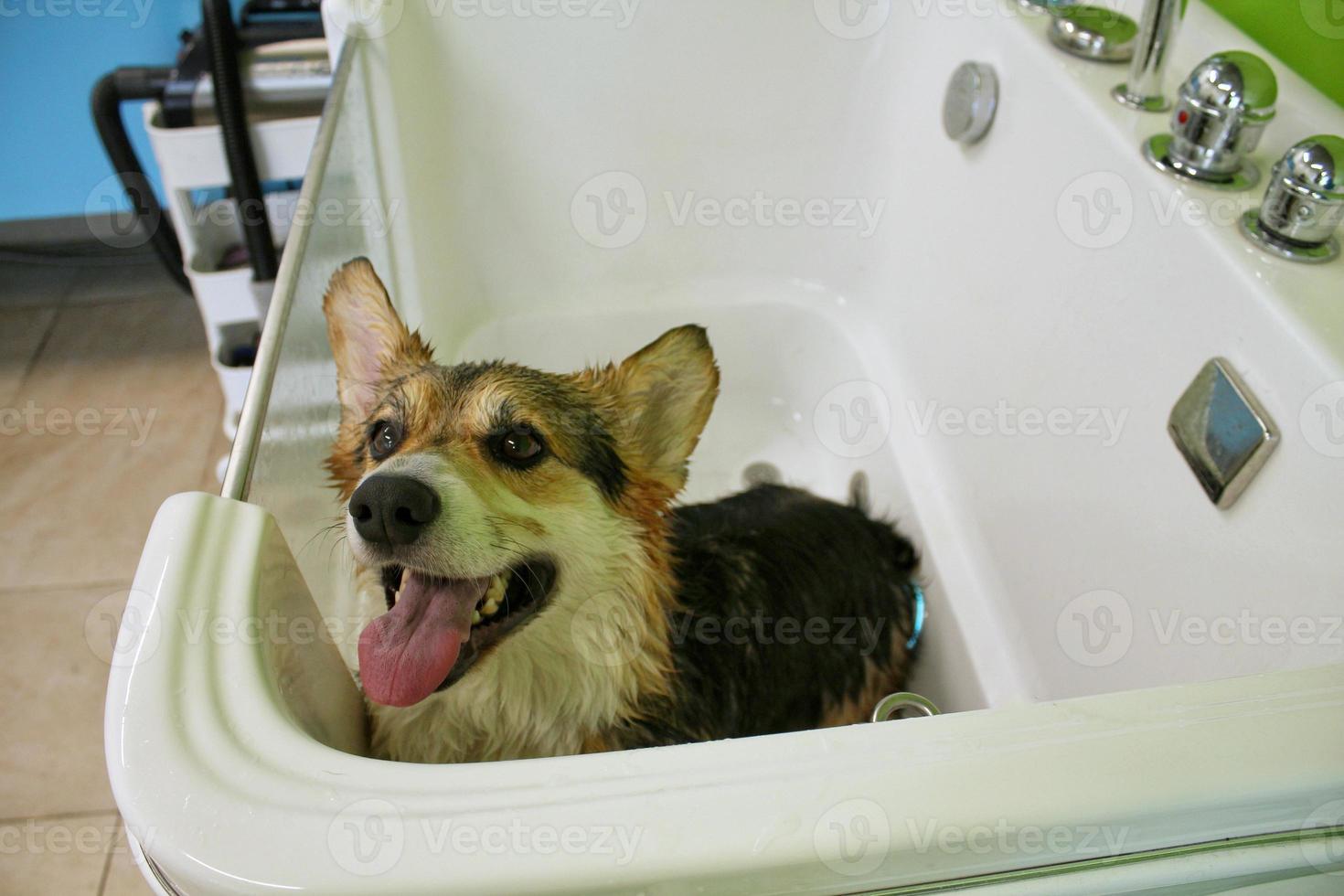 Corgi welsh pembroke with wet fur standing in a bathroom after bathing and washing in grooming salon. Professional hygiene, welness, spa procedures of animals concept. Domestic pet care idea. Close up photo