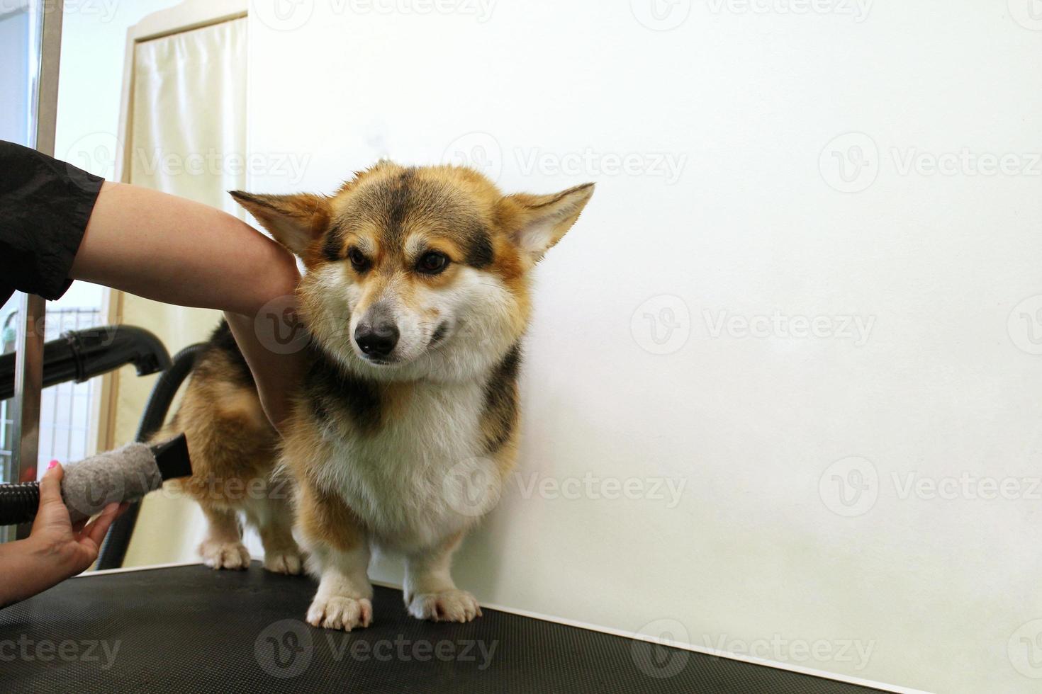 maestro peluquero profesional de mascotas secado con secador corgi welsh pembroke dog después del lavado en el salón de aseo. manos femeninas usando secador de pelo para secar la piel con un soplador. concepto de peinado animal. de cerca. foto