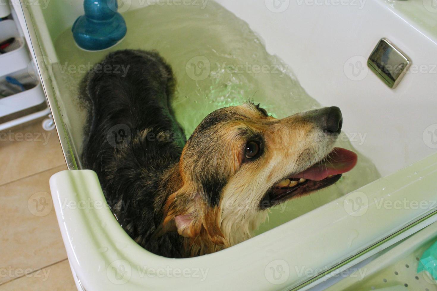 Funny welsh corgi pembroke dog taking relaxing ozone bubble bath in grooming salon. Animal care, wellness, spa procedure concept. Hygiene of pets, wet animal sitting in bathroom. Close-up photo