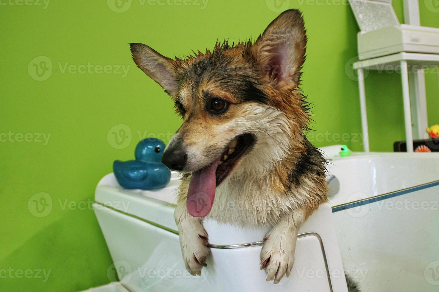 Corgi welsh pembroke with wet fur standing in a bathroom after bathing and washing in grooming salon. Professional hygiene, welness, spa procedures of animals concept. Domestic pet care idea. Close up photo