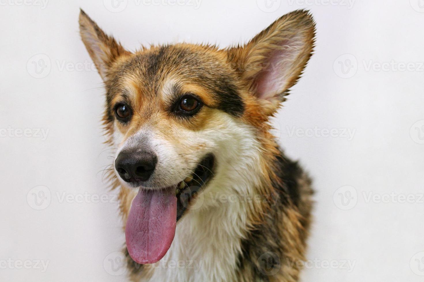 Funny portrait of happy smiling breed corgi welsh pembroke with tongue isolated on grey background. Close-up of cute dog face. Big ears. Domestic animals, pet care concept. Idea for greeting card photo