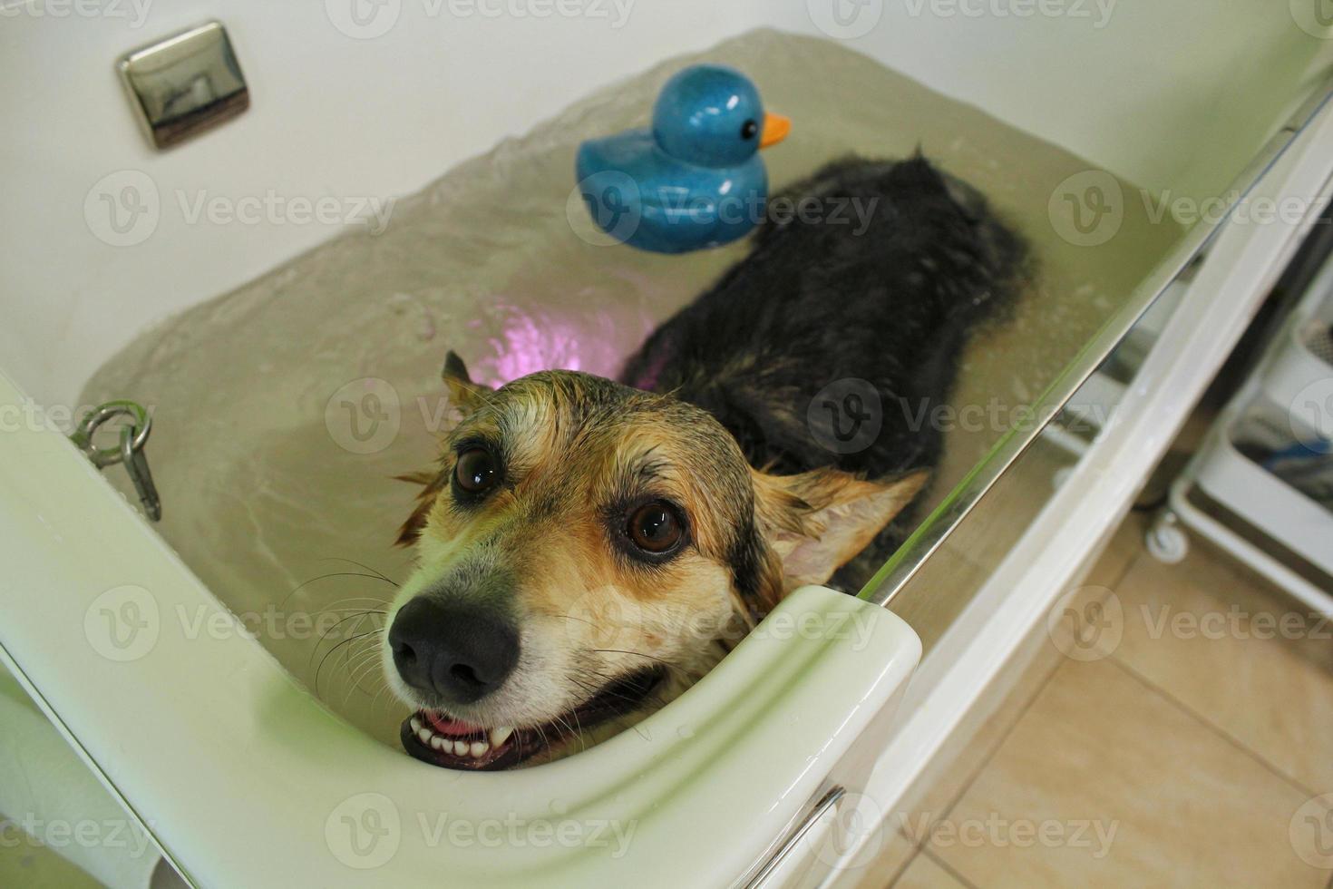Funny welsh corgi pembroke dog taking relaxing ozone bubble bath in grooming salon. Animal care, wellness, spa procedure concept. Hygiene of pets, wet animal sitting in bathroom. Close-up photo