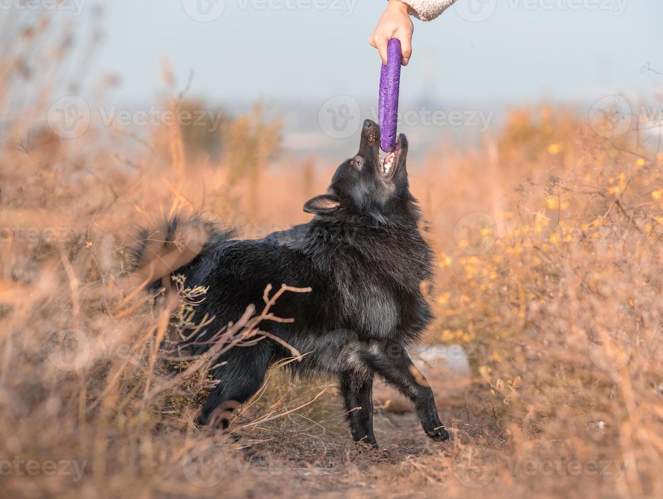 schipperke puppy plays with  owner with purple toy photo