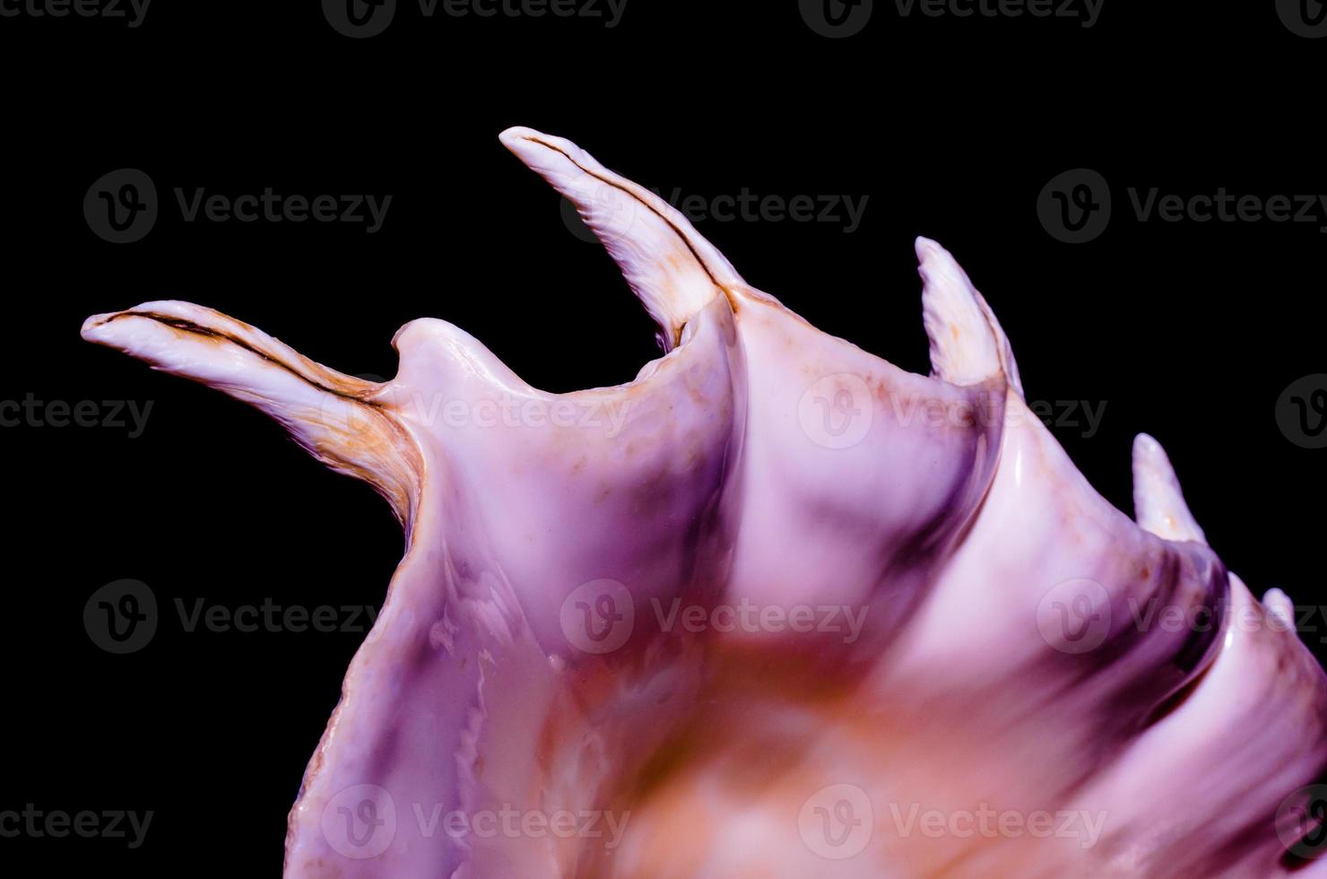 fragment of a large oceanic seashell on a black background closeup macro photo