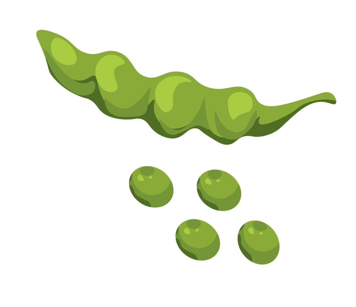 Green pea, fresh vegetable from farm veggie vector