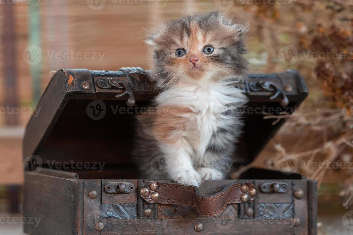 scottish fold tabby kitten inside decorative dower chest on a rustic background photo