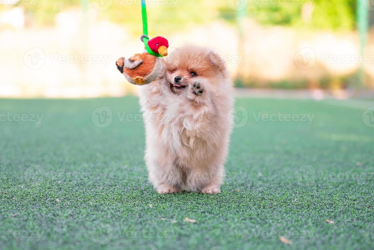 pomeranian puppy playing with a plush toy duck on an artificial lawn photo