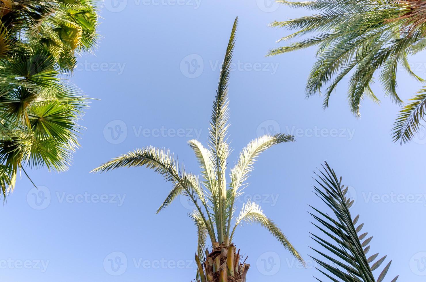 tropical background fresh palm branches photo