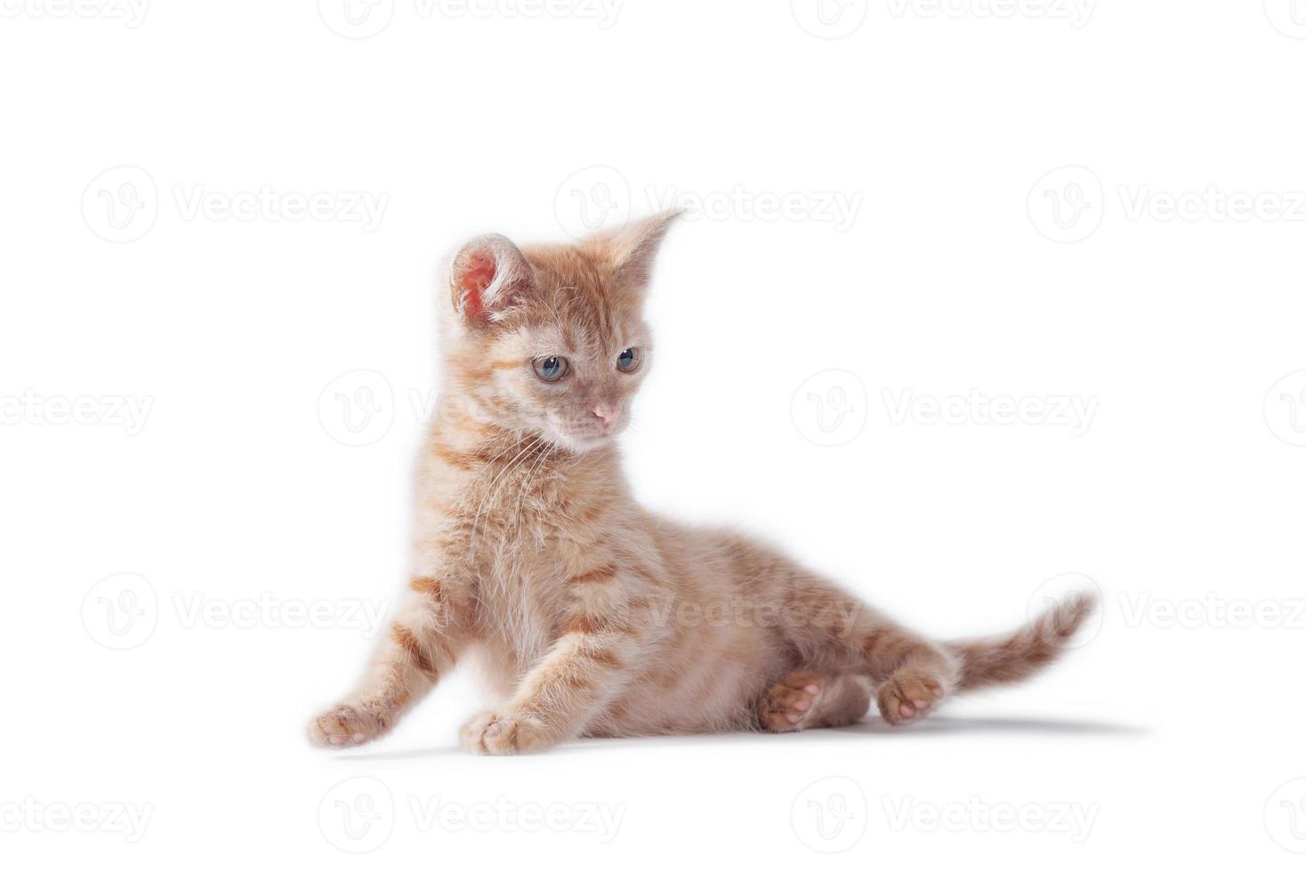 bright red kitten standing and looking right on a white background photo