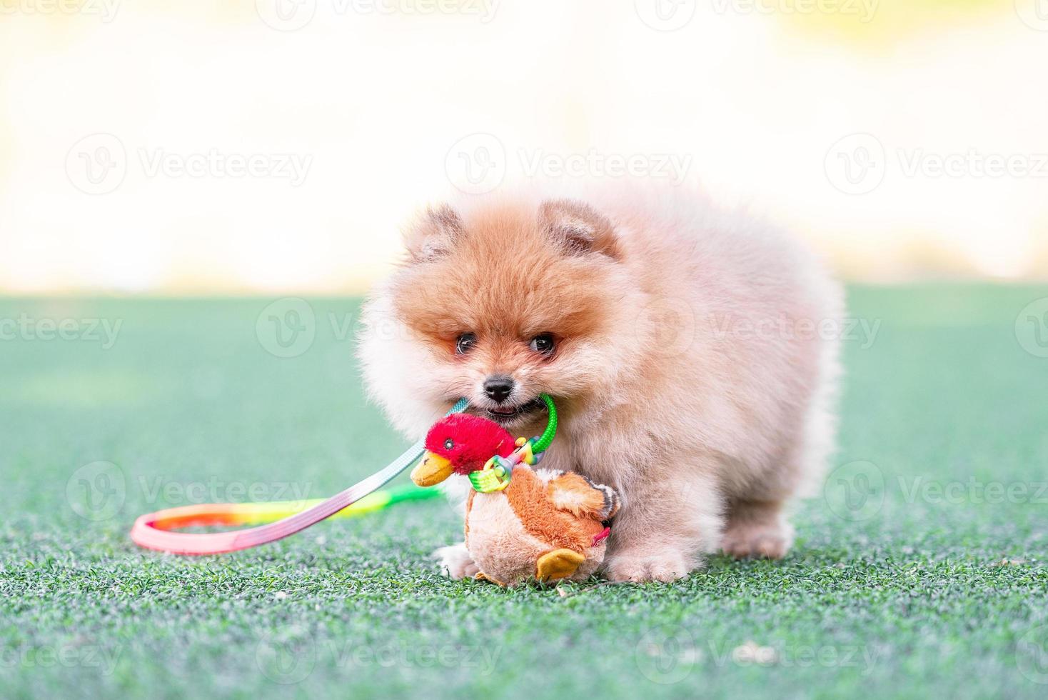 pomeranian puppy nibbles a plush toy duck on an artificial lawn photo