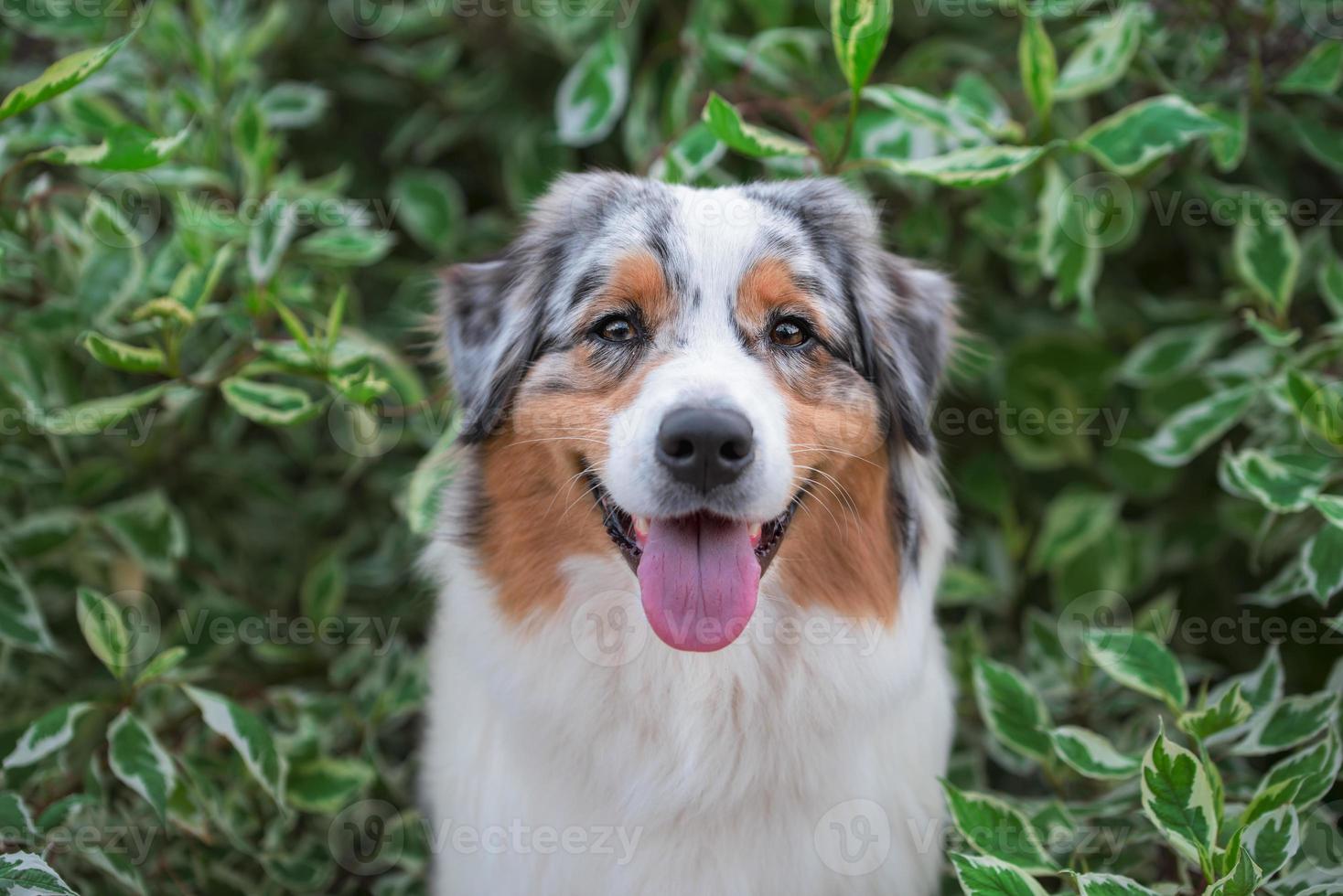 portrait of a smiling Australian Shepherd dog in the branches of a birch bark photo