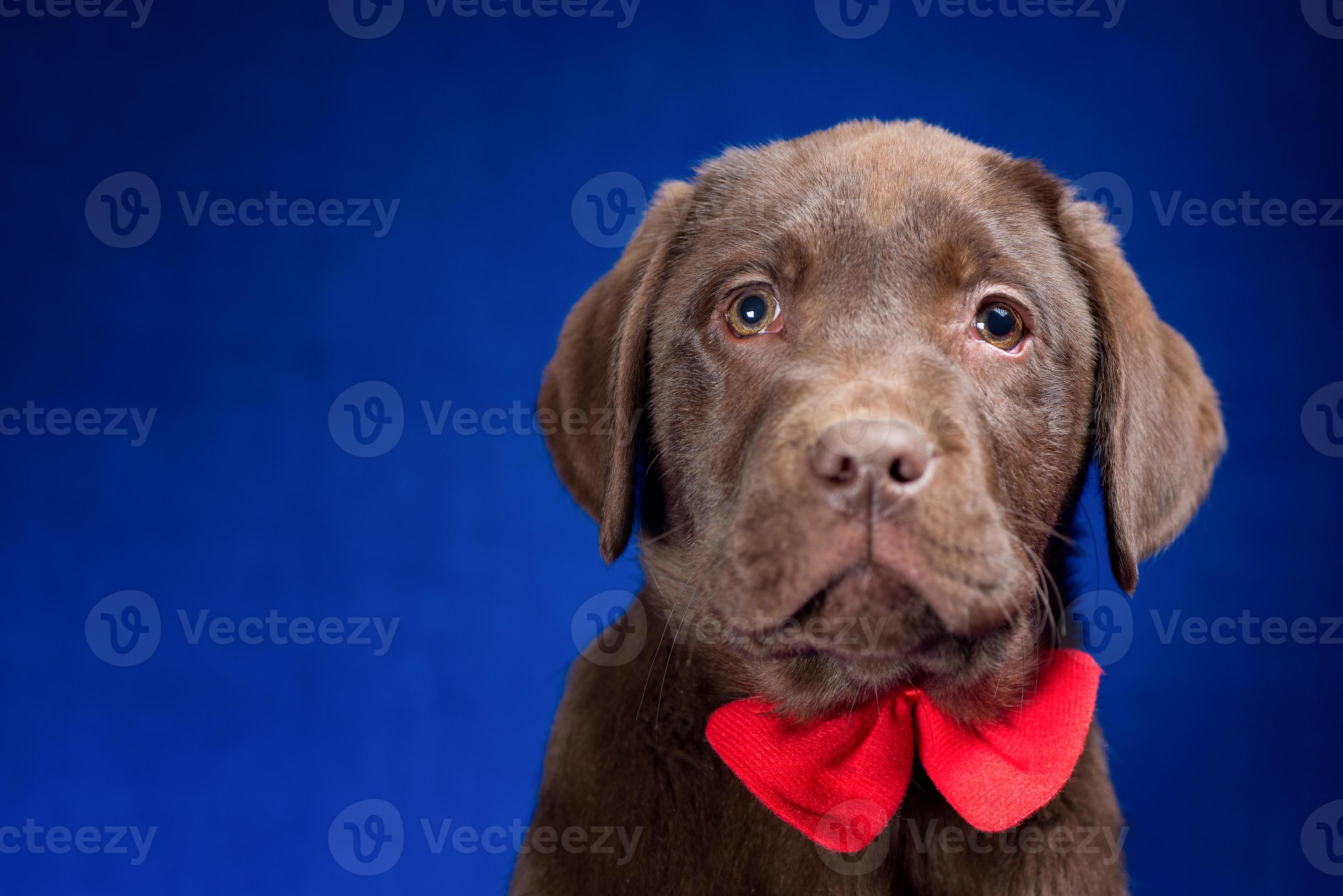 portrait of a chocolate labrador puppy with a red bow on its neck on a