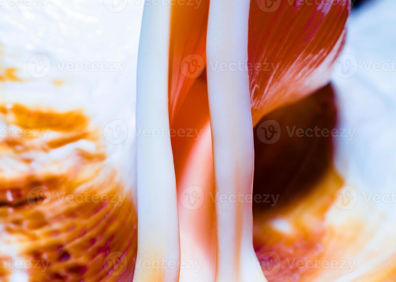 fragment of a large oceanic seashell abstract texture orange macro closeup photo