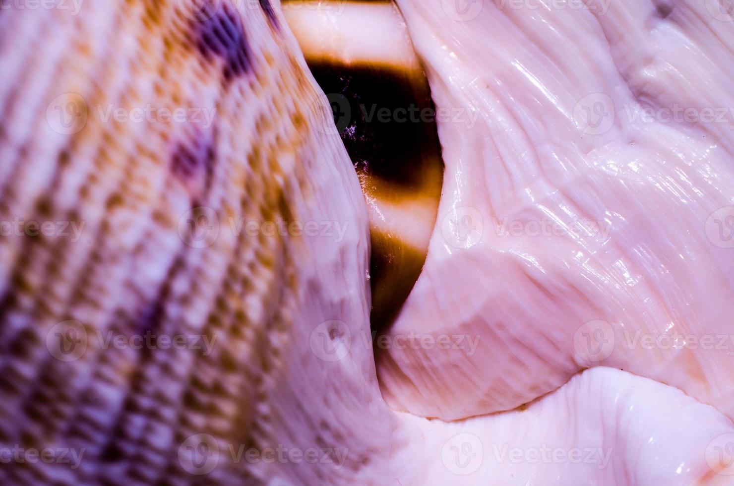 Fragmento de una gran concha oceánica textura abstracta naranja macro closeup foto