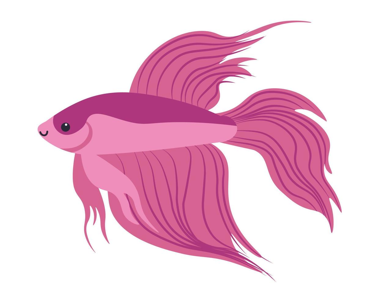 Betta fish, aquatic animal with fins aquarium vector