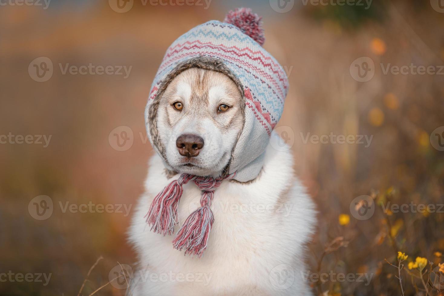 siberian husky in a warm hat in autumn colors photo