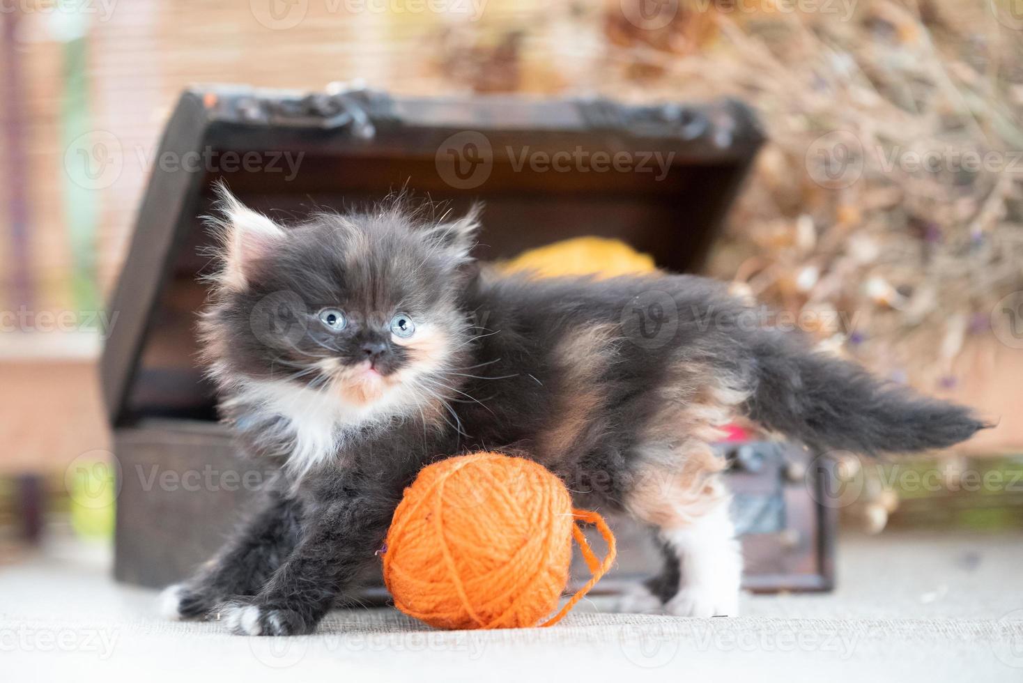 scottish fold tricolor kitten near decorative dower chest with multicolored balls of wool on a rustic background photo