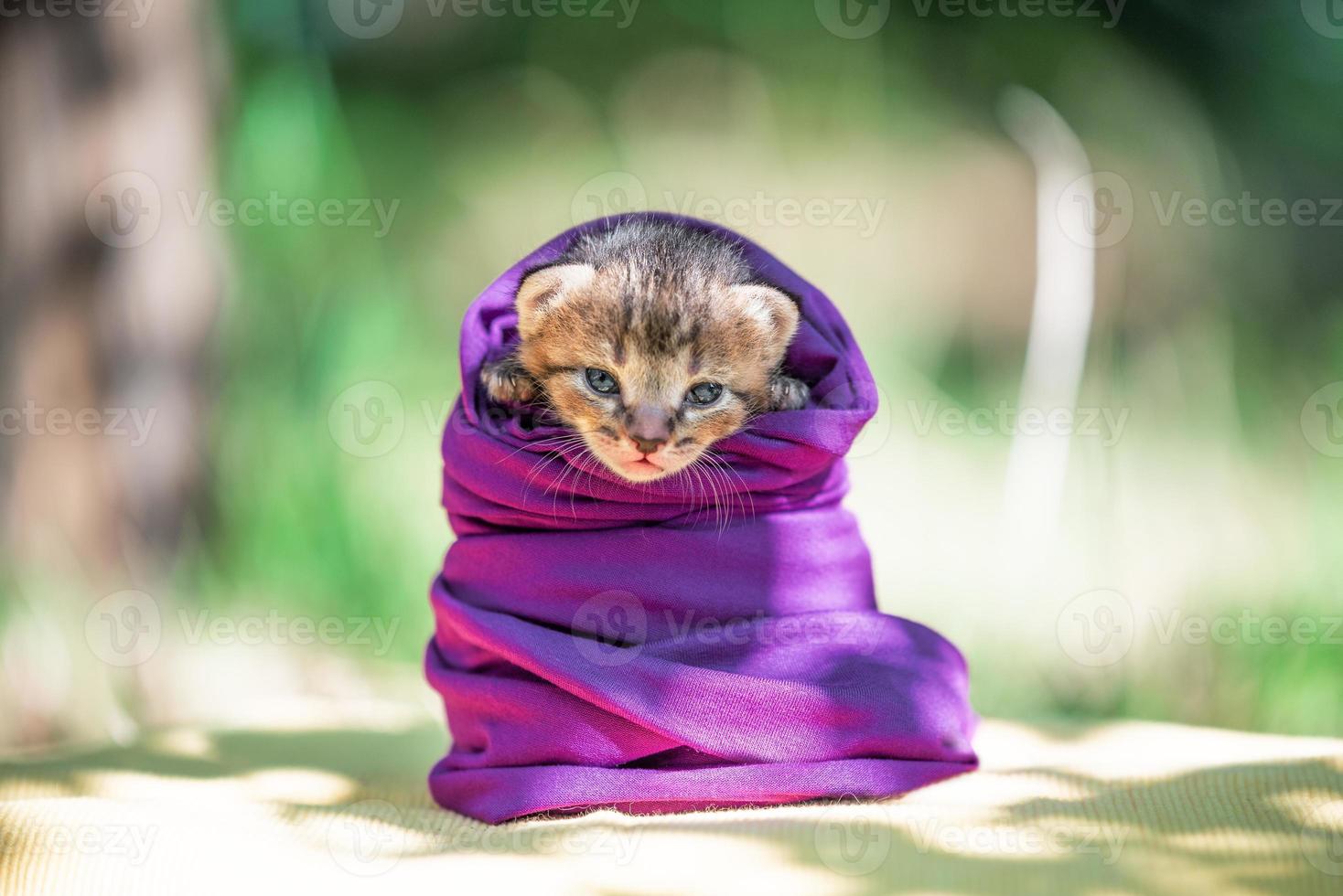 newborn little kitten is wrapped in a purple cloth photo