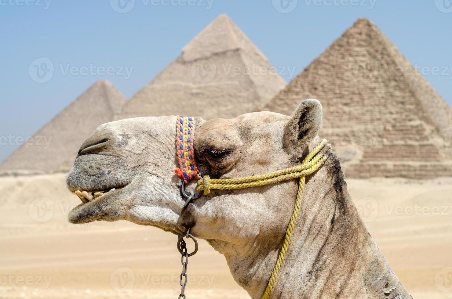 camello en el desierto egipcio cerca de las pirámides de luxor foto