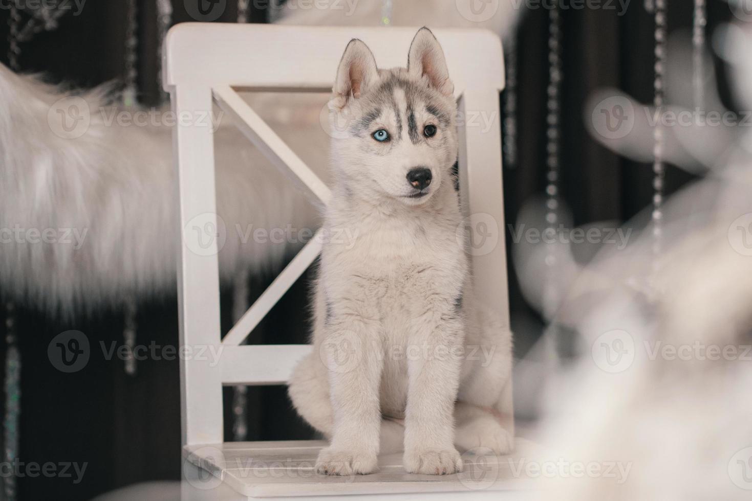 husky puppy sitting on a white chair against a background of a ring of white faux fur photo