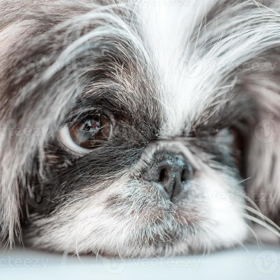 one Pekingese dog isolated on white background photo