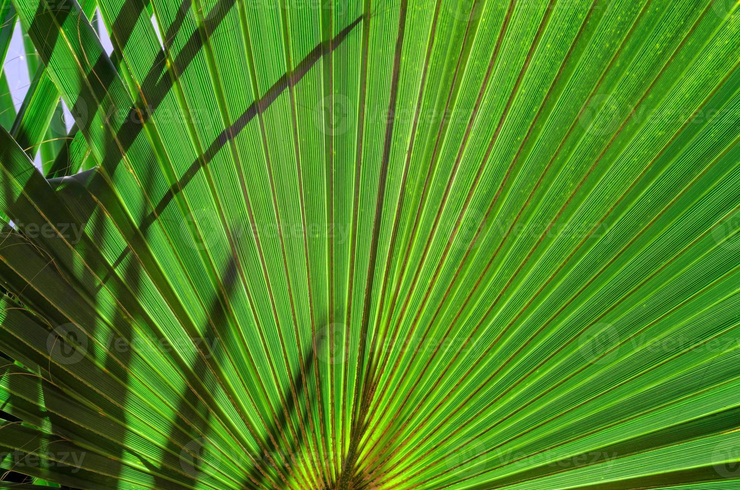 vista inferior de ramas de palmera fresca foto
