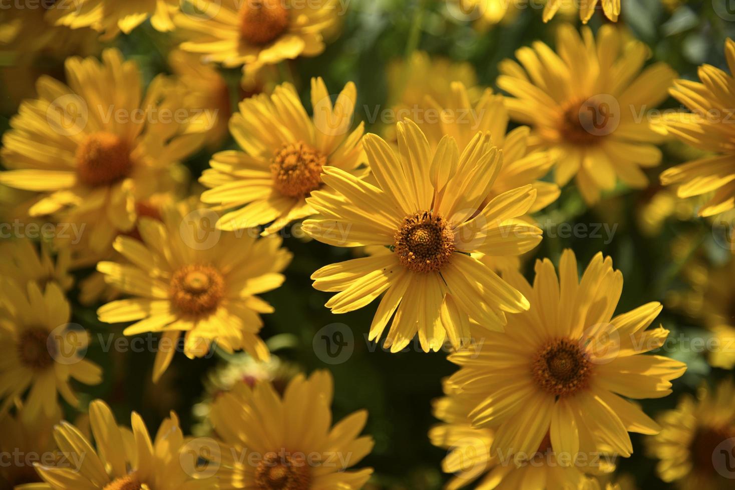 Yellow daisies on a summer evening. Beautiful yellow flowers. Asteraceae. photo