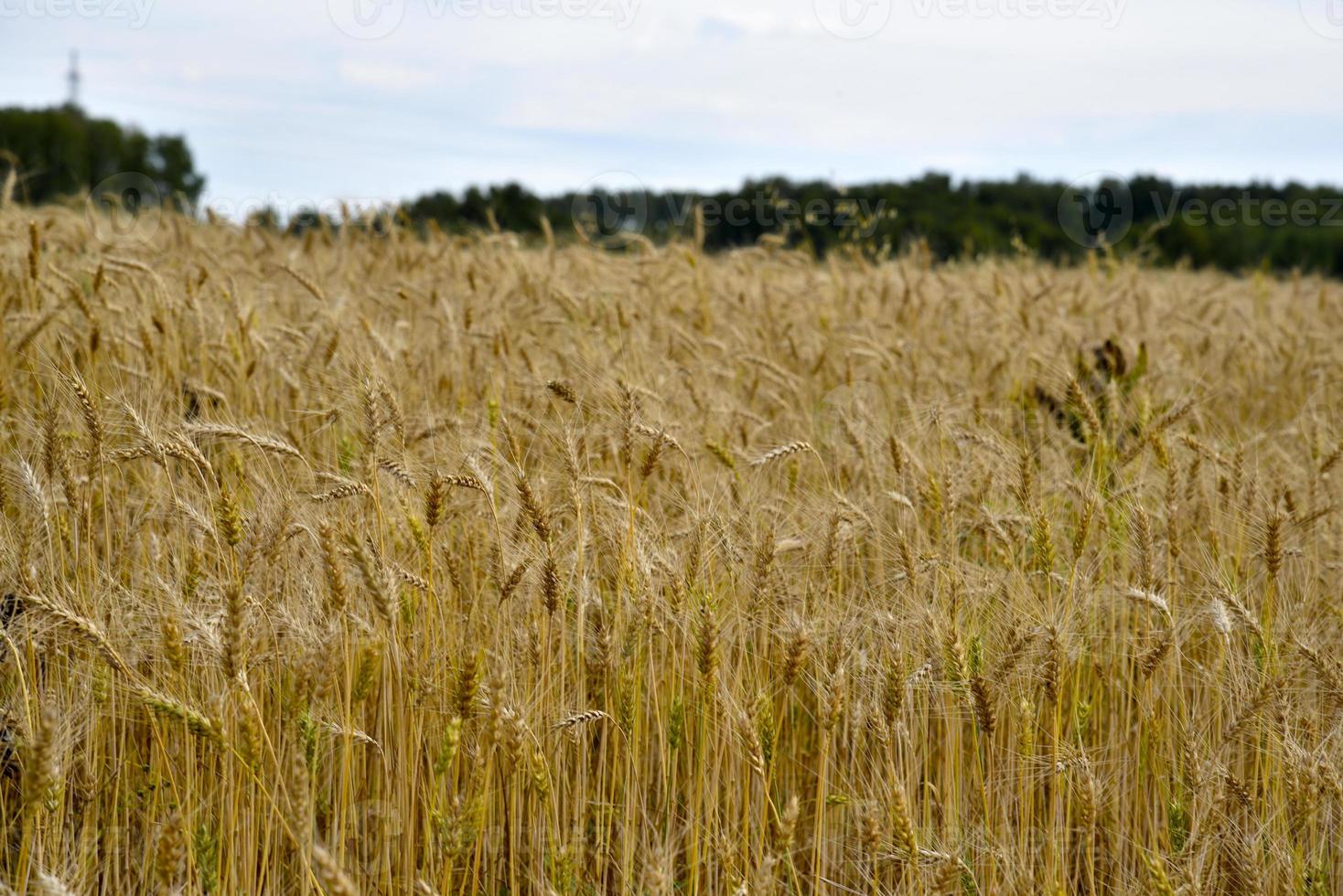 un campo de trigo en un día soleado. primer plano de espigas de trigo. un campo agrícola con un cultivo de cereales. foto