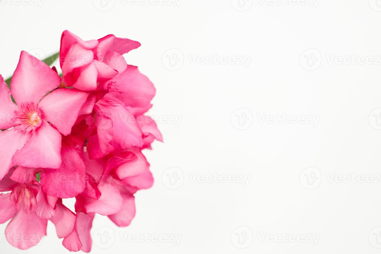 Pink oleander flowers close up isolated on white background photo